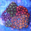 WYSIWYG - Mixed Zoa Colony - REAW20