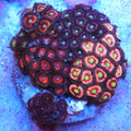 WYSIWYG - Mixed Zoa Colony - REAW21