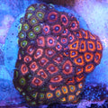 WYSIWYG - Mixed Zoa Colony - REAW23