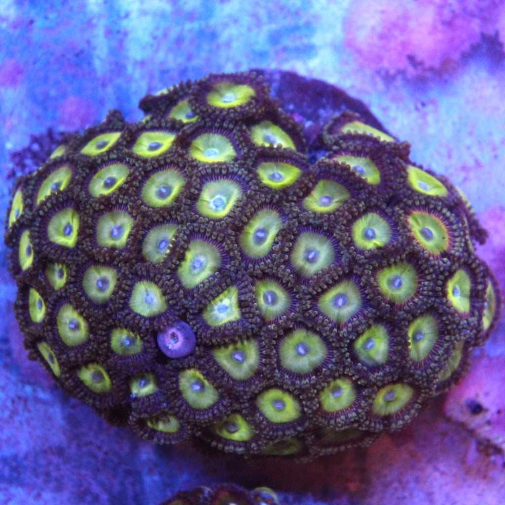 WYSIWYG - Mixed Zoa Colony - REAW24