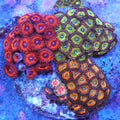 WYSIWYG - Mixed Zoa Colony - REAW25