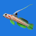 Yasha Hasa Goby