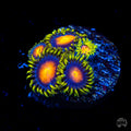 WWC Yellow Brick Road Zoanthids