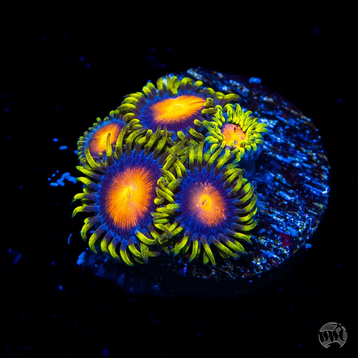 WWC Yellow Brick Road Zoanthids