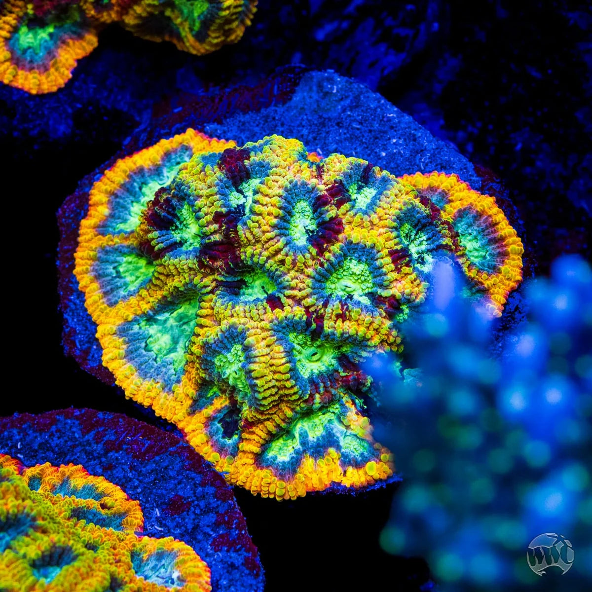WWC Yellow Submarine Favia Coral
