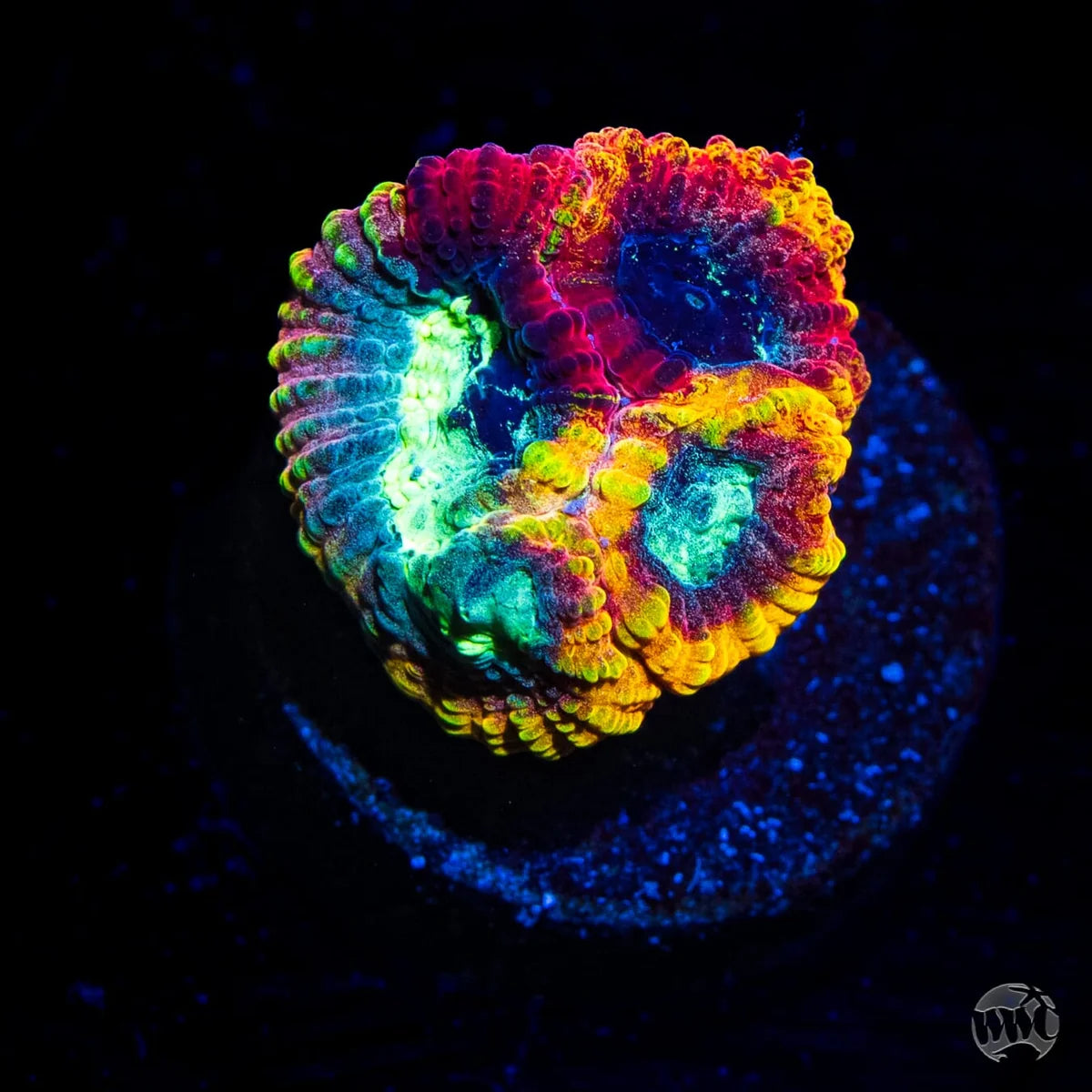 WWC Yellow Submarine Favia Coral