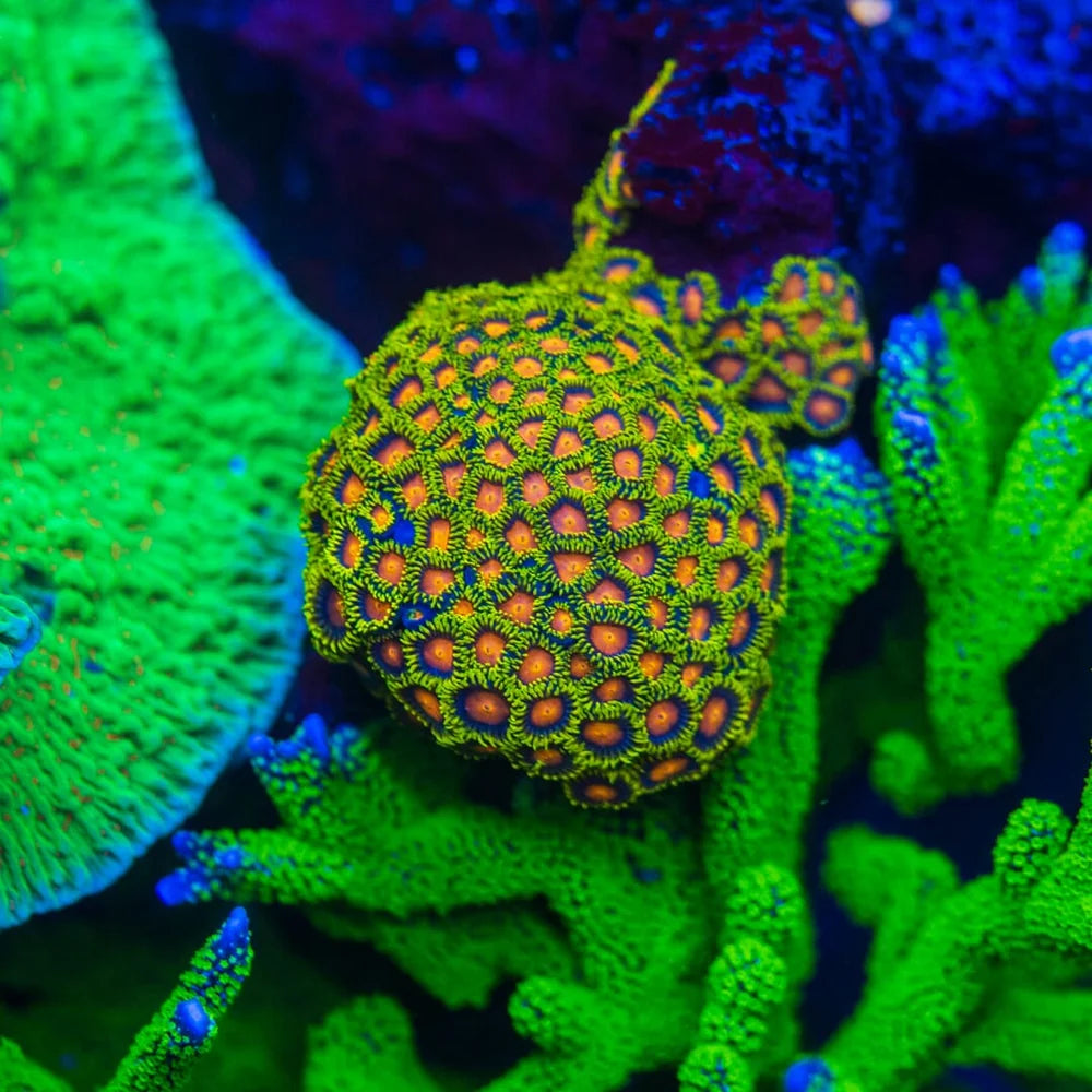 WWC Yellow Brick Road Zoanthids