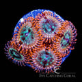 ECC Volcanic War Zoanthid