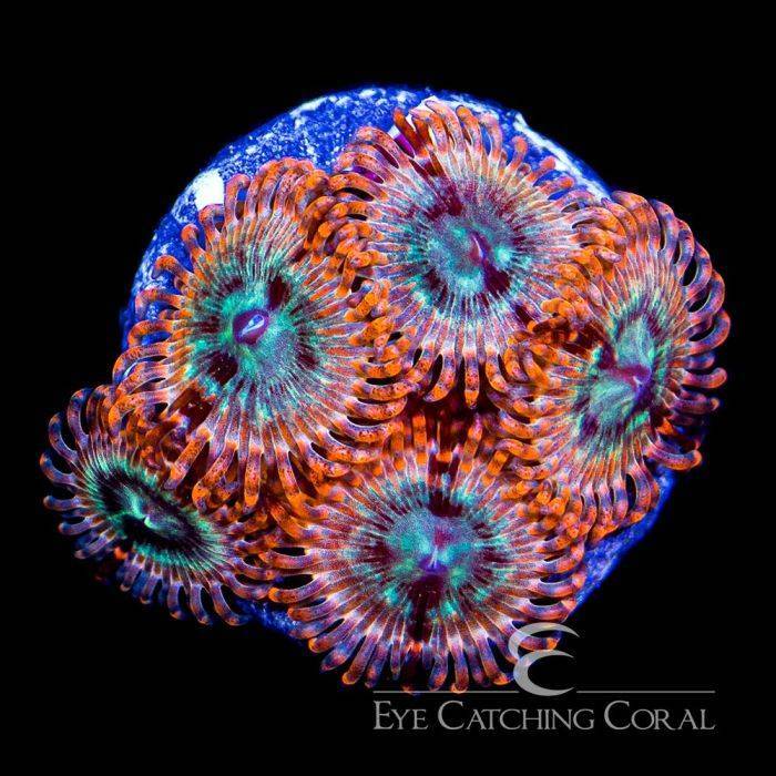 ECC Volcanic War Zoanthid