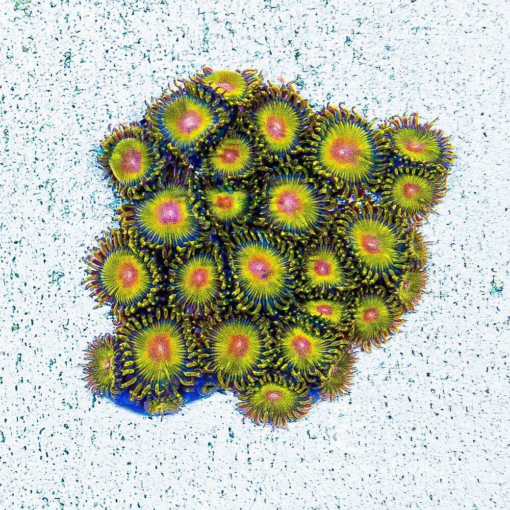 ECC Impastas Zoanthid