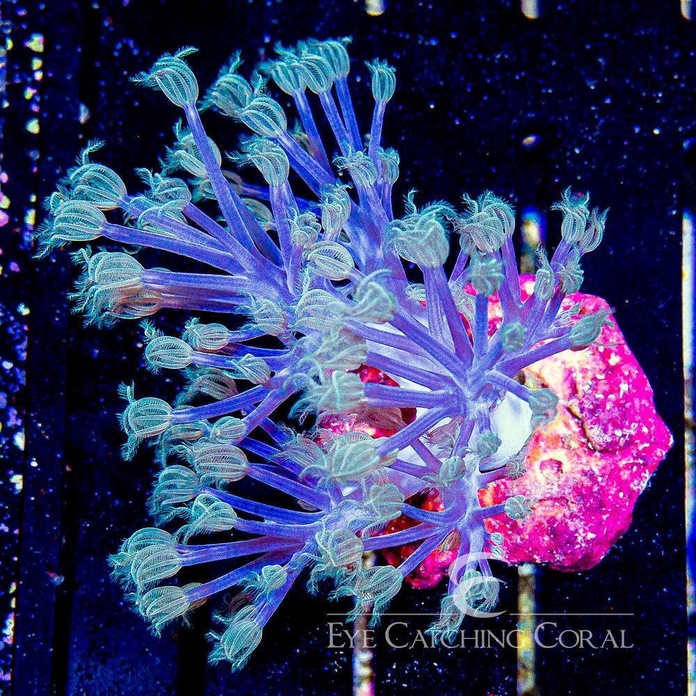 ECC Starlight Cespitularia