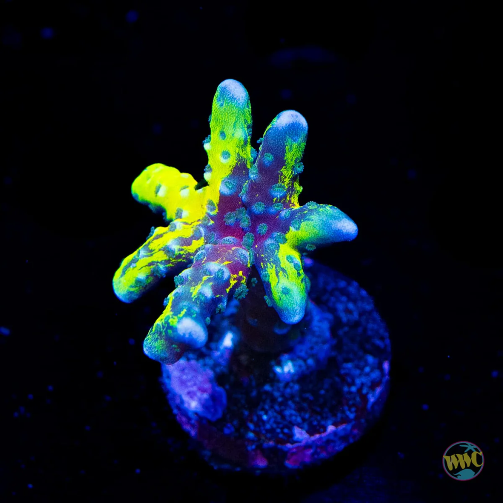 WWC Goldenrod Anacropora