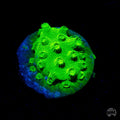 WWC Lime Green Cyphaestrea