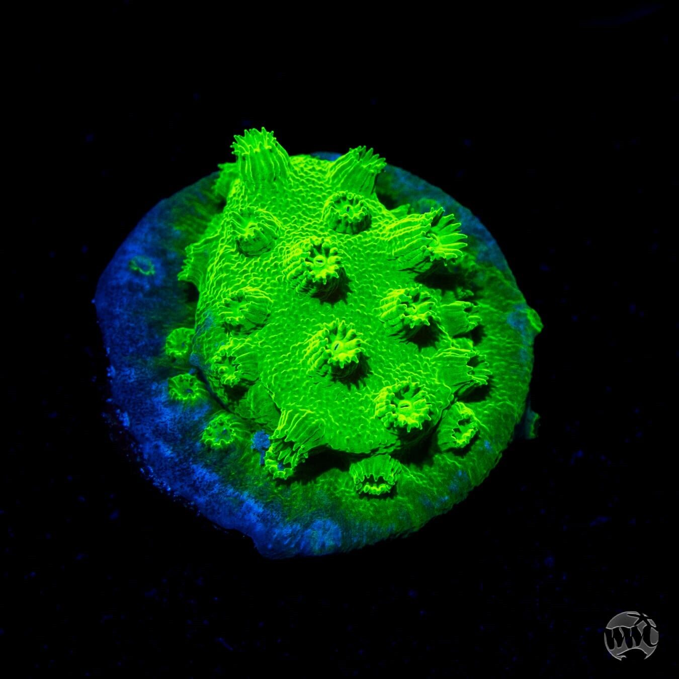 WWC Lime Green Cyphaestrea
