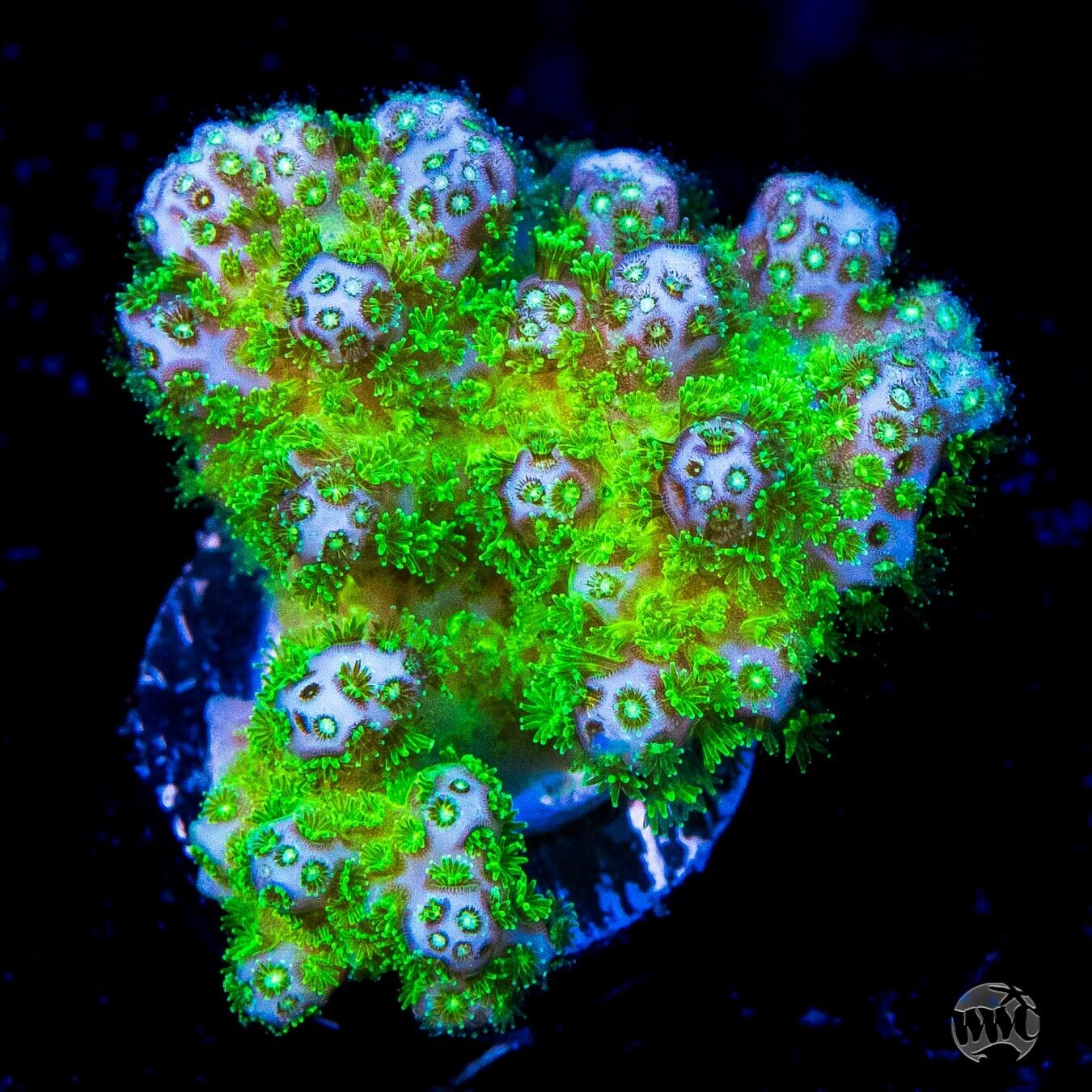 WWC Fallout Pocillopora