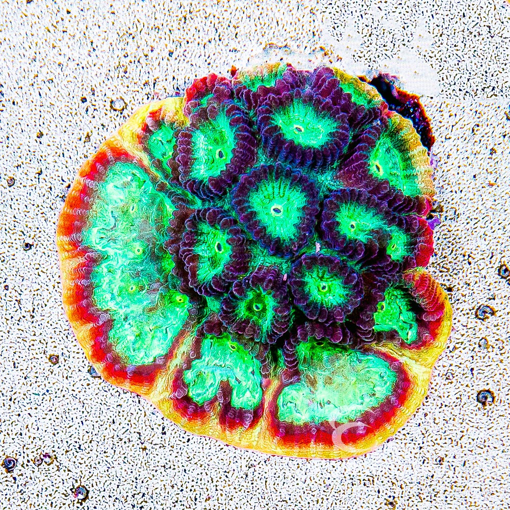 ECC Rainbow Rim Favia