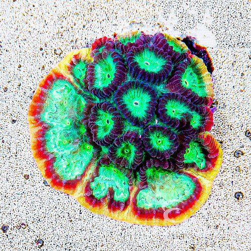 ECC Rainbow Rim Favia