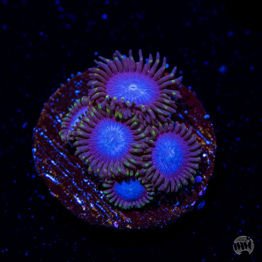 WWC Tubbs Blues Zoanthid