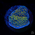 WWC Golden Lantern Montipora