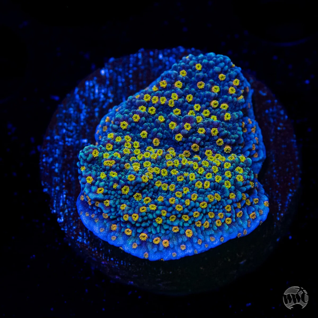 WWC Golden Lantern Montipora