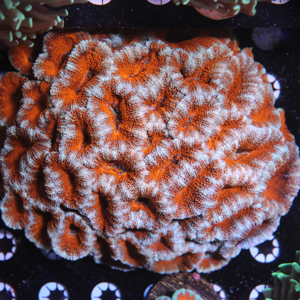 WYSIWYG Coral REAW56 - XL Acan Colony