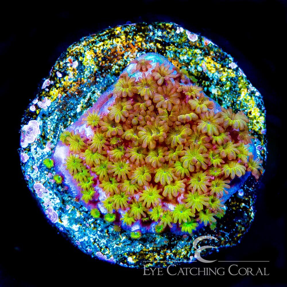 ECC Flower Power Monti