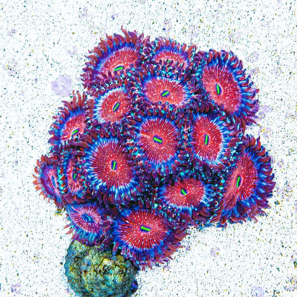 ECC Seduction Zoanthid
