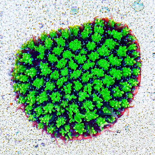 ECC Emerald Galaxea