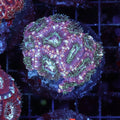 WYSIWYG - Asian Acan Colony - REAW56