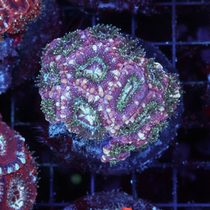 WYSIWYG - Asian Acan Colony - REAW56