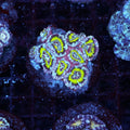 WYSIWYG - Asian Acan - REAW52