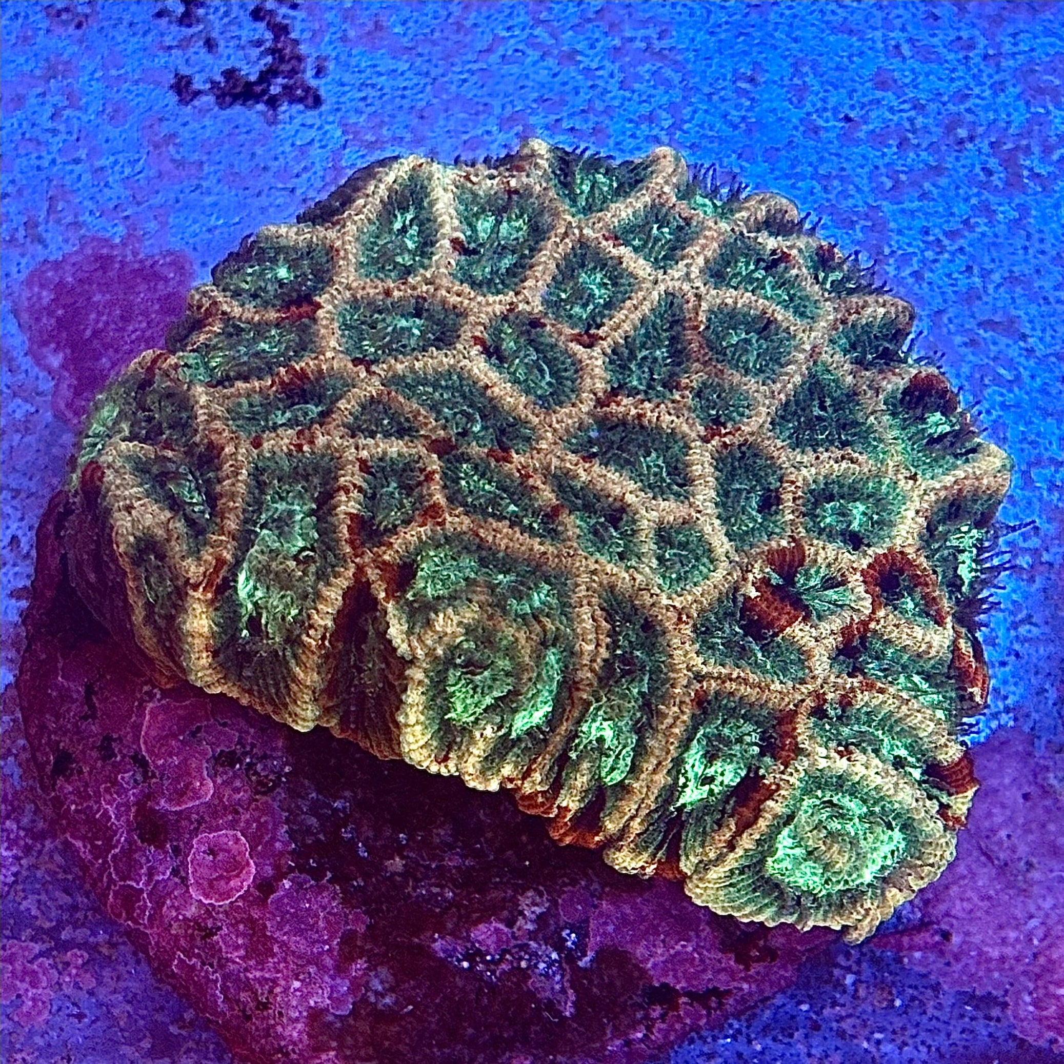 Multicolor Favia WYSIWYG REAW60