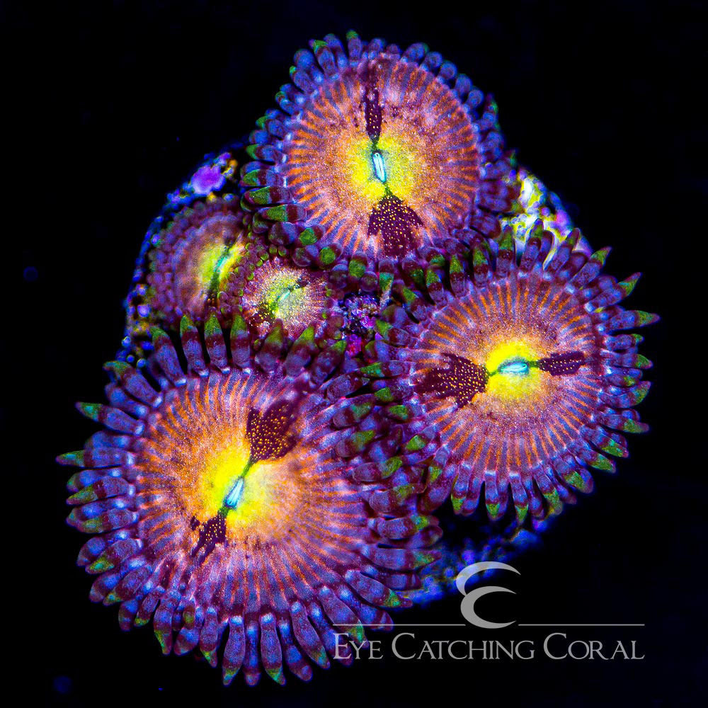 ECC Sakura Zoanthid
