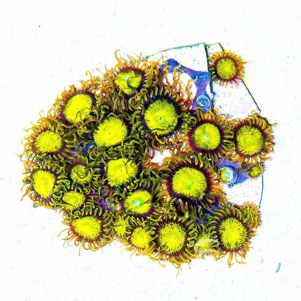 ECC King Midas Zoanthid