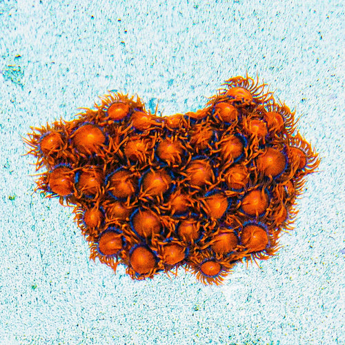 ECC Bam Bam Zoanthid