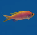 Bartlett's Anthias