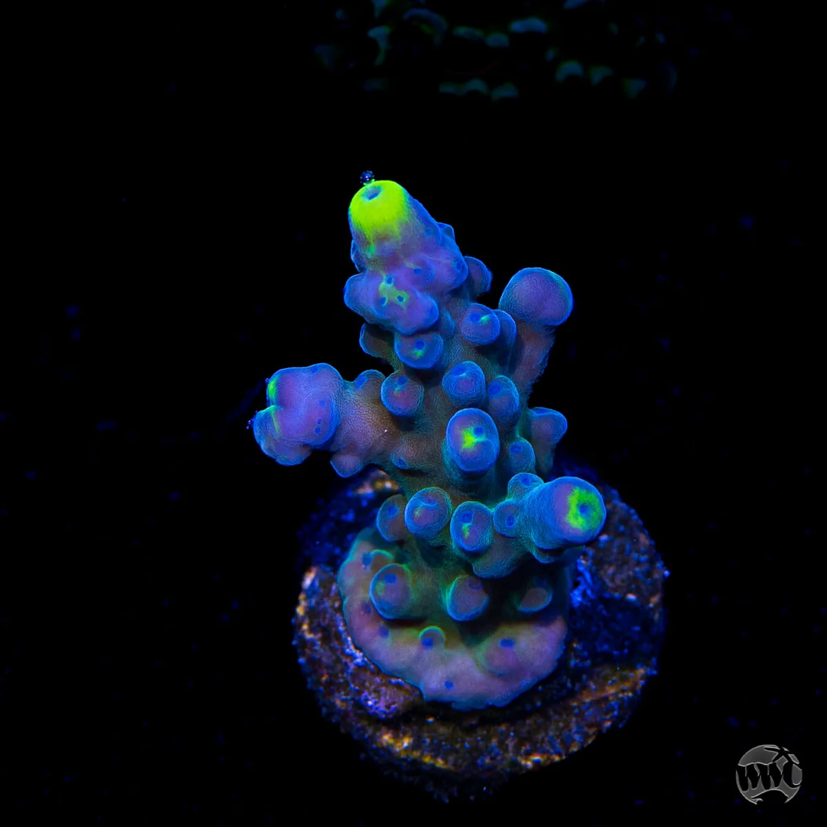 WWC Yellow Tip Austera Acro