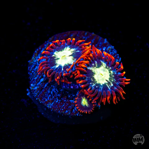 WWC Alpha and Omega Zoanthid