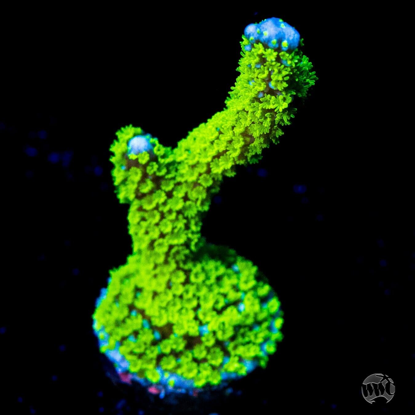Jason Fox Purple Tide Montipora