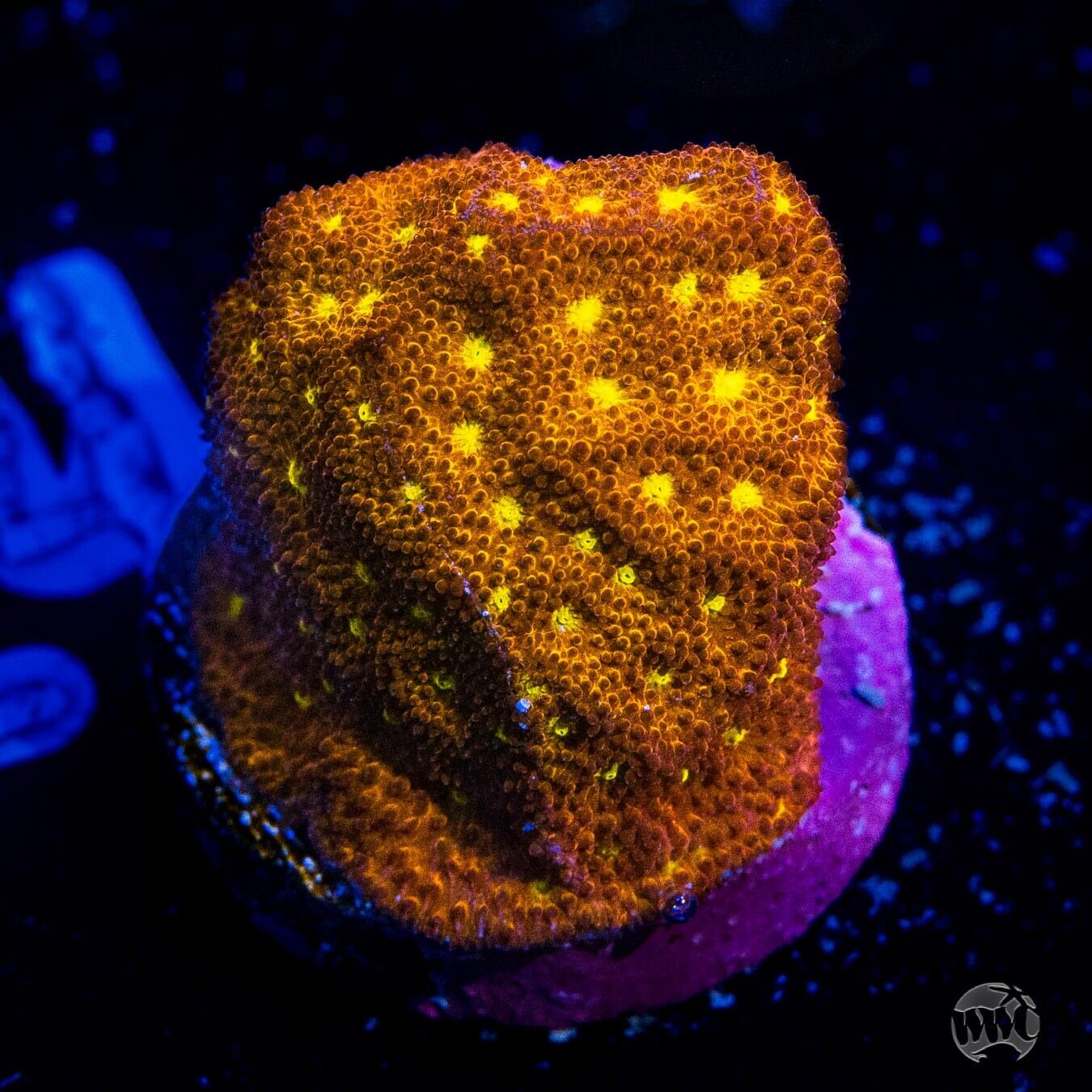 Jason Fox Autumn Harvest Psammocora