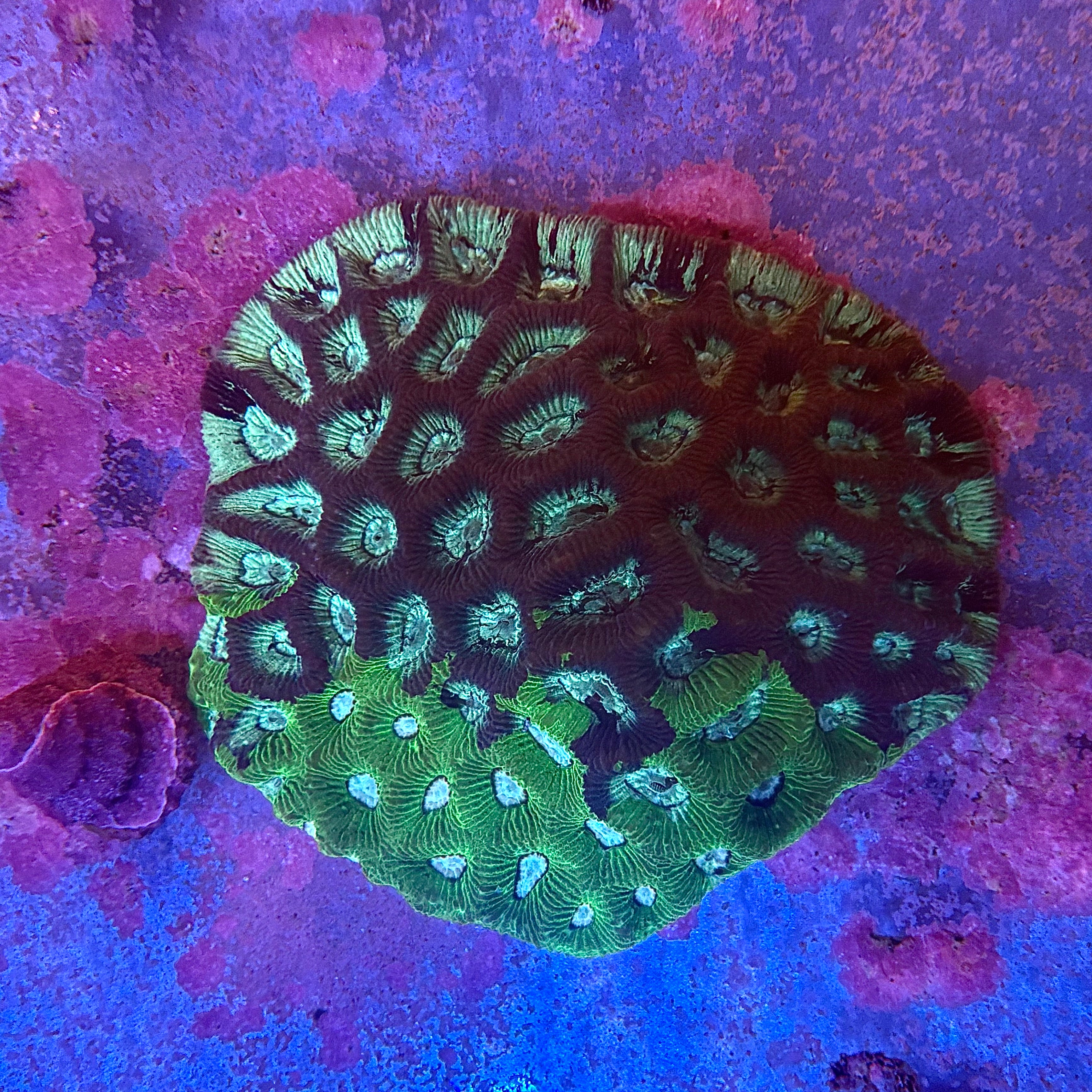 Bi-color Goniastrea WYSIWYG REAW61