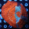 WYSIWYG - "Bleeding Apple" Acanthophyllia - REAW53