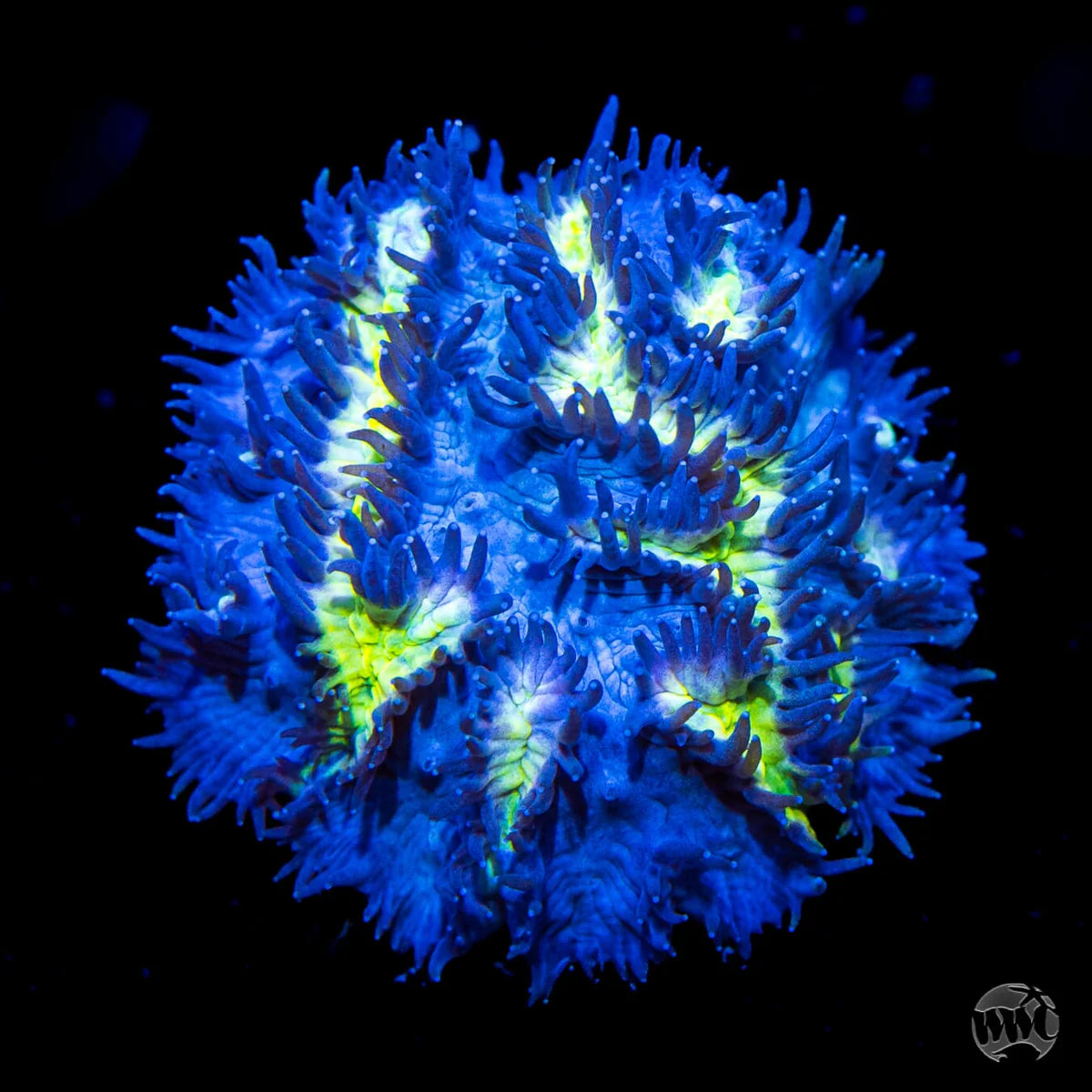 Jason Fox Blueberry Blast Hydnophora
