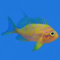 Borbonius Anthias