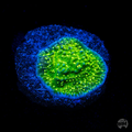 WWC Toxic Glow Montipora