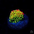 Sunset Montipora