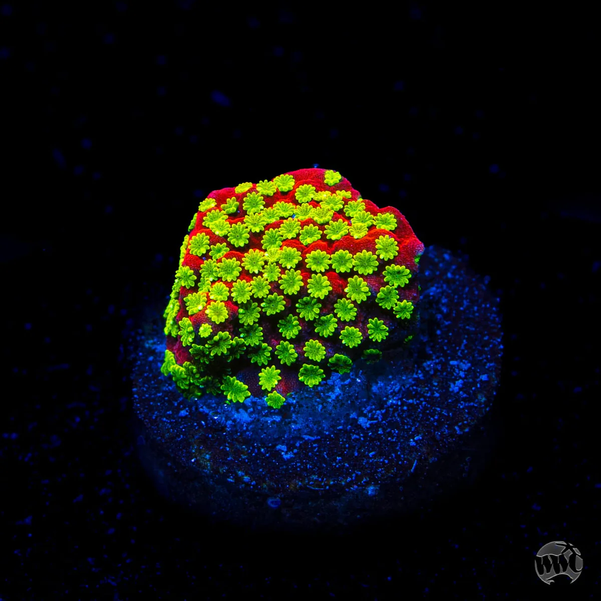 Sunset Montipora
