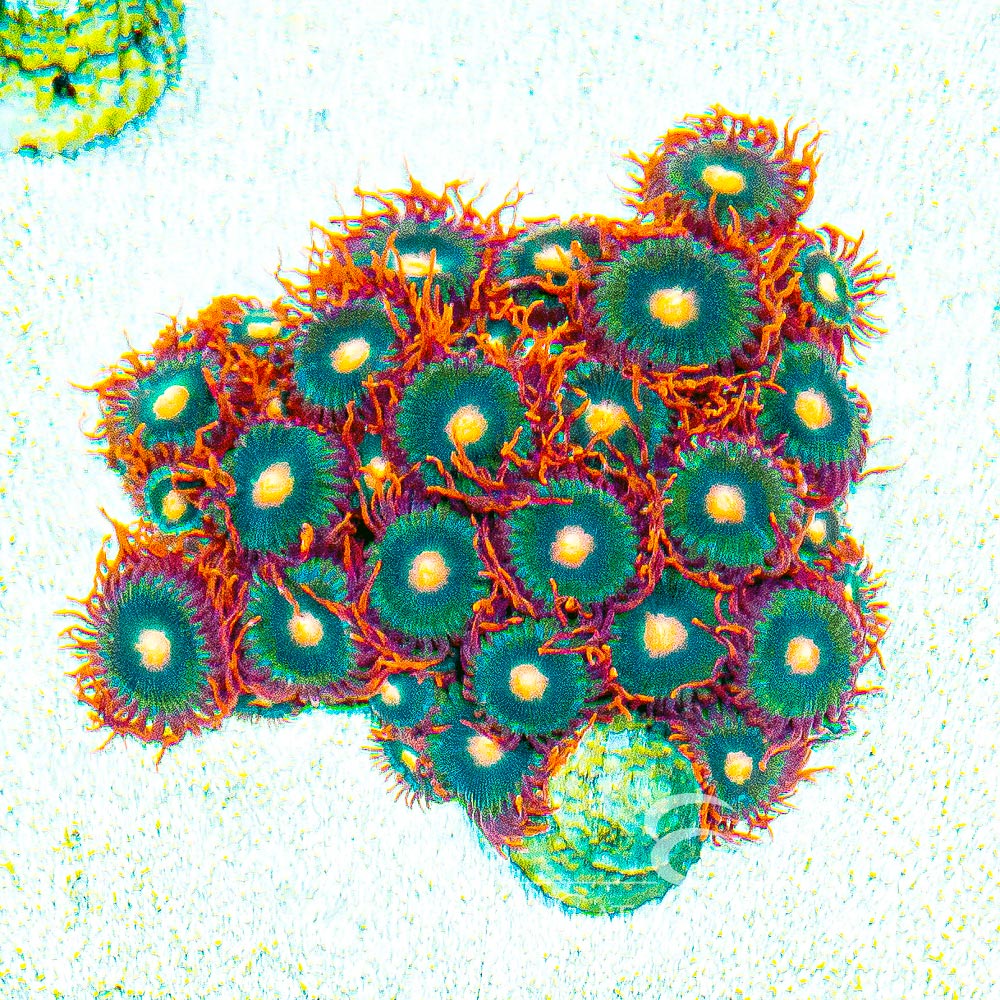 ECC Gatorade Zoanthid