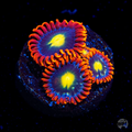 WWC Mandarin Monster Zoanthid