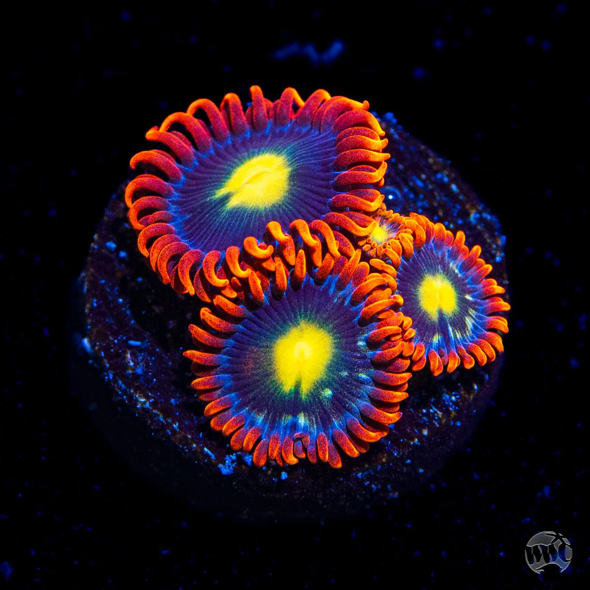 WWC Mandarin Monster Zoanthid